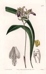 Orchidea: Variety of Bletia of America - Talerz grawerowany przez S.Wattsa, z ilustracji Sarah Anne Drake (1803-1857), z rejestru botanicznego Sydenham Edwards (1768-1819), Anglia
