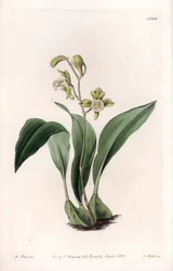 Orchidea: szczękowa a pęki - Tablica grawerowana przez S.Watts, z ilustracji Sarah Anne Drake (1803-1857), z rejestru botanicznego Sydenhama Edwardsa (1768-1819), Anglia