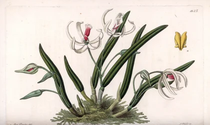 Orchidea: miniaturowa odmiana leptotes - Rycina wykonana przez S.Watts, z ilustracji Sarah Anne Drake (1803-1857), z rejestru botanicznego Sydenhama Edwardsa (1768-1819), Anglia