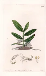Storczyk: variete de camphylocentrum - Talerz rytowany przez S.Wattsa, z ilustracji Sarah Anne Drake (1803-1857), z rejestru botanicznego Sydenham Edwards (1768-1819), Anglia