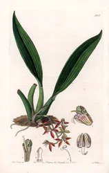 Orchidea: odmiana makradii, pochodząca z Gujany - Talerz rytowany przez S.Wattsa, z ilustracji Sarah Anne Drake (1803-1857), z rejestru botanicznego Sydenham Edwards (1768-1819), Anglia