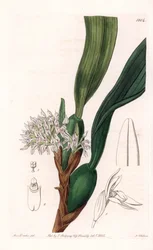 Orchidea: odmiana maxillaria, pochodząca z Ameryki Południowej - Talerz rytowany przez S.Wattsa, z ilustracji Sarah Anne Drake (1803-1857), z rejestru botanicznego Sydenham Edwards (1768-1819), Anglia