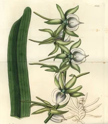 Odmiana storczyków z Wysp Oceanu Indyjskiego - Storczyk angraecum z kości słoniowej, Angraecum eburneum. Ręcznie barwiony miedzioryt autorstwa S. Wattsa według ilustracji panny Sarah Drake z rejestru botanicznego Sydenham Edwards, Ridgeway, Londyn