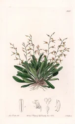 Orchidea: odmiana epidendu - Talerz rytowany przez S.Wattsa, z ilustracji Sarah Anne Drake (1803-1857), z rejestru botanicznego Sydenham Edwards (1768-1819), Anglia