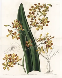 Orchidea: odmiana epidendrum - Talerz rytowany przez S.Wattsa, z ilustracji Sarah Anne Drake (1803-1857), z rejestru botanicznego Sydenham Edwards (1768-1819), Anglia