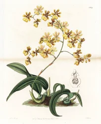 Storczyk: odmiana epifitycznego oncidium z Brazylii - Talerz rytowany przez S. Wattsa, z ilustracji Sarah Anne Drake (1803-1857), z rejestru botanicznego Sydenham Edwards (1768-1819), Anglia
