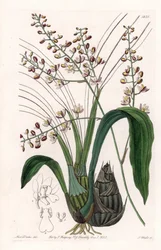 Orchidea: odmiana eulofii - Talerz rytowany przez S.Wattsa, z ilustracji Sarah Anne Drake (1803-1857), z rejestru botanicznego Sydenham Edwards (1768-1819), Anglia