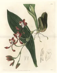 Orchidee Batemannia, pochodząca z Gujany - Water forte autorstwa S. Wattsa z ilustracji T. Hollanda, z rejestru botanicznego