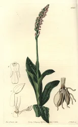 Orchidee neotine - Storczyk gęstokwiatowy, Neotinea maculata (Aceras jednorozmiarowy, Aceras secundiflora). Ręcznie barwiony miedzioryt autorstwa S. Wattsa według ilustracji panny Sarah Drake z rejestru botanicznego Sydenham Edwards, Ridgeway, Londyn
