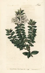 Ouessant mirt lub eliptyczny veronica - przetacznik krzyżowolistny, Veronica decussata. Ręcznie barwiony miedzioryt autorstwa Sansoma według ilustracji Sydenhama Edwardsa autorstwa Williama Curtisa Botanical Magazine, Londyn