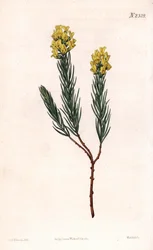 Aspalathus owalny z kolcami, Aspalathus callosa. Ręcznie barwiony miedzioryt autorstwa Weddella na podstawie ilustracji Sydenhama Edwardsa z „” Botanical Magazine” Samuela Curtisa „Londyn