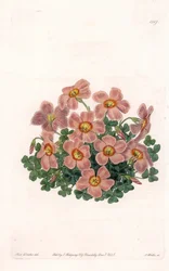 Oxalis Variete - Talerz grawerowany przez S.Wattsa, z ilustracji Sarah Anne Drake (1803-1857), z rejestru botanicznego Sydenham Edwards (1768-1819), Anglia