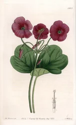 Oxalis de Bowie - Talerz grawerowany przez S.Wattsa, z ilustracji Sarah Anne Drake (1803-1857), z rejestru botanicznego Sydenham Edwards (1768-1819), Anglia
