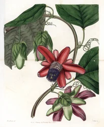 Passion Variete - Talerz grawerowany przez S.Wattsa, z ilustracji Sarah Anne Drake (1803-1857), z rejestru botanicznego Sydenham Edwards (1768-1819), Anglia