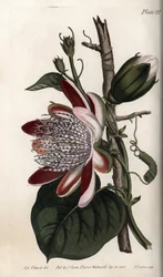 Passionflower, pączek i kwiat. Kolorowa miedzioryt, ilustracja Sydenham Edwards (1768-1819) dla Konferencji Botanicznej, Ogród Botaniczny Lambeth (Anglia)