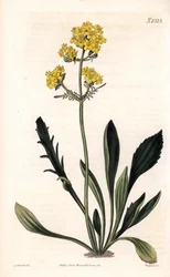 Patrinia sibirica (Kozłek ałtajski, Valeriana ruthenica). Ręcznie barwiony miedzioryt autorstwa Weddella na podstawie ilustracji Sydenhama Edwardsa z „” Botanical Magazine” Samuela Curtisa „Londyn
