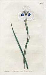 Irys paw - Litografia Sydenhama Edwardsa (1768-1819), tablica z Botanical Magazine Williama Curtisa (1746-1799)