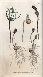 Groch, nasiona roślin strączkowych na różnych etapach kiełkowania. Kolorowany miedzioryt, ilustracja Sydenhama Edwardsa (1768-1819) do Conferences of Botanical, Ogród Botaniczny w Lambeth (Anglia)