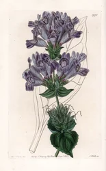 Penstemon Variete - Talerz grawerowany przez S.Wattsa, z ilustracji Sarah Anne Drake (1803-1857), z rejestru botanicznego Sydenham Edwards (1768-1819), Anglia