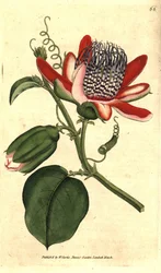 Perfumowa grenadilla (lub refresco marakuja) - (skrzydlaty passiflora, Passiflora alata. Ręcznie kolorowany miedzioryt grawerowany według ilustracji botanicznej autorstwa Jamesa Sowerby