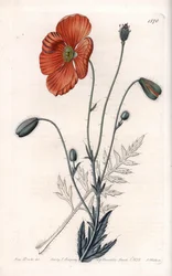 Persian Poppy Variete - Grawerowane przez S.Wattsa, z ilustracji Sarah Anne Drake (1803-1857), z rejestru botanicznego Sydenham Edwards (1768-1819), Anglia