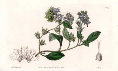 Facelia, endemit Kalifornii - Grawerowane przez S.Wattsa, z ilustracji Sarah Anne Drake (1803-1857), z rejestru botanicznego Sydenham Edwards (1768-1819), Anglia