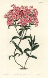 Phlox de la Caroline lub Jaume Saint Hilaire - włochaty floks Frasera, Phlox amoena. Ręcznie barwiony miedzioryt autorstwa F. Sansoma Jr. według ilustracji Sydenhama Edwardsa z magazynu botanicznego Williama Curtisa, T. Curtis, Londyn