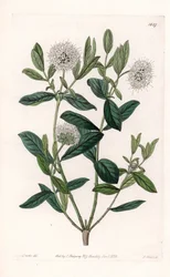 Pimelea Variete - Talerz grawerowany przez S.Wattsa, z ilustracji Sarah Anne Drake (1803-1857), z rejestru botanicznego Sydenham Edwards (1768-1819), Anglia