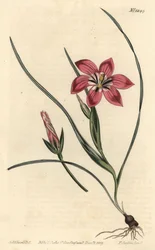 Różowy froetang, Romulea flava (Blush trichonema, Trichonema pudicum). Ręcznie barwiony miedzioryt autorstwa F. Sansoma Jr. według ilustracji Sydenhama Edwardsa z magazynu botanicznego Williama Curtisa, T. Curtis, Londyn