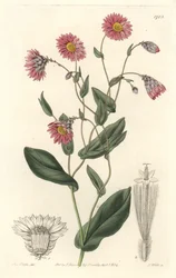 Różowa rhodanthe, pochodząca z Australii - mocna woda S. Watts z ilustracji Sarah Anne Drake (1803-1857), z rejestru botanicznego