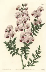 Storczyk biedak, odmiana karłowata Schizanthus Pinnatus, Schizanthus pinnatus humilis. Ręcznie barwiony miedzioryt autorstwa S. Wattsa według ilustracji panny Sarah Drake z rejestru botanicznego Sydenham Edwards, Ridgeway, Londyn