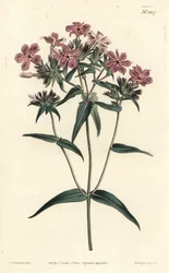 Prairie Phlox - włochaty floks lub lychnidea, floks pilosa. Ręcznie barwiony miedzioryt autorstwa F. Sansoma Jr. według ilustracji Sydenhama Edwardsa z magazynu botanicznego Williama Curtisa, T. Curtis, Londyn