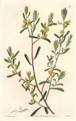 Pultanea flexilis, pochodząca z Australii - mocna woda S. Watts z ilustracji Sarah Anne Drake (1803-1857), z rejestru botanicznego