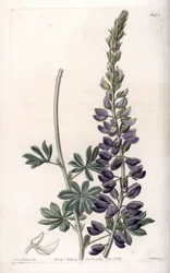 Odmiana łubinu fioletowego - Grawerowane przez S.Wattsa, z ilustracji Sarah Anne Drake (1803-1857), z rejestru botanicznego Sydenham Edwards (1768-1819), Anglia