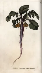 Rzodkiewka, korzeń potagere. Kolorowa miedzioryt, ilustracja Sydenham Edwards (1768-1819) dla Konferencji Botanicznej, Ogród Botaniczny Lambeth (Anglia)