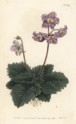Ramondy (lub ramonde) z Pirenejów - fiołek pirenejski, Ramonda myconi (Borage-Lev