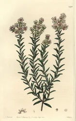Czerwona soulangia, Soulangia rubra. Ręcznie barwiony miedzioryt autorstwa S. Wattsa wg ilustracji J. Harta z Sydenham Edwards