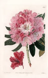 Rhododendron Hybrid Variete - Grawerowane przez S.Wattsa, z ilustracji Sarah Anne Drake (1803-1857), z rejestru botanicznego Sydenham Edwards (1768-1819), Anglia