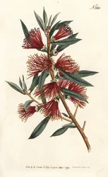 Cytryn do butelek Rince, płukanka do butelek lub roślina z czerwoną szpilką - Szczotka do butelek Crimson, Callistemon citrinus (Harsh-Lev