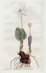 Sanguinaire du Canada - Litografia Sydenhama Edwardsa (1768-1819), płyta z magazynu botanicznego Williama Curtisa (1746-1799)