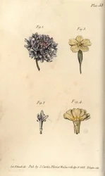 Świerzbowiec, Scabiosa atropurpurea, Tetrandria