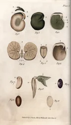 Nasiona i ich sekcje: odmiany fasoli zwyczajnej i nasion figi. Kolorowa miedzioryt, ilustracja Sydenham Edwards (1768-1819) dla Konferencji Botanicznej, Ogród Botaniczny Lambeth (Anglia)