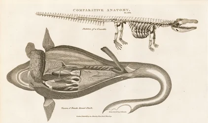 Anatomia rekina i szkielet krokodyla
