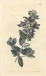 Omanka krzewiasta, Teucrium fruticans (Teucrium latifolium) - Ręcznie barwiony miedzioryt wykonany przez Sansoma na podstawie ilustracji Sydenhama Edwardsa autorstwa Williama Curtisa Botanical Magazine, Londyn