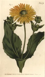 Silphium lub Rosinweed, Silphium asteriscus, Polygamia nessaria. Ręcznie kolorowany miedzioryt autorstwa F. Sansoma przedstawiający ilustrację botaniczną Sydenhama Edwardsa do wykładów Williama Curtisa na temat botaniki, dostarczony w Ogrodzie Botanicznym 