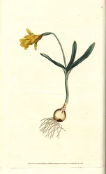 Narcyz mały - Najmniej narcyzów, Narcissus pseudonarcissus subsp. małoletni (Narcyz minor). Ręcznie kolorowany miedzioryt według ilustracji botanicznej autorstwa Jamesa Sowerby