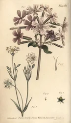 Mydlnica lekarska, Saponaria officinalis, Digynia