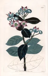 Sodomska jabłoń lub jedwabne drzewo - Talerz grawerowany przez S.Wattsa, z ilustracji Sarah Anne Drake (1803-1857), z rejestru botanicznego Sydenham Edwards (1768-1819), Anglia