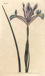Irys hiszpański, Iris xiphium. Ręcznie kolorowany miedzioryt autorstwa F. Sansoma przedstawiający ilustrację botaniczną Sydenhama Edwardsa do wykładów Williama Curtisa na temat botaniki, dostarczony w Ogrodzie Botanicznym w Lambeth