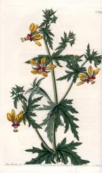 Spicy Poppy - Talerz grawerowany przez S.Wattsa, z ilustracji Sarah Anne Drake (1803-1857), z rejestru botanicznego Sydenham Edwards (1768-1819), Anglia